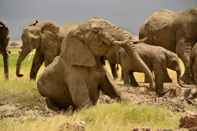 Слон купается в грязевом бассейне в Elephant Jungle Sanctuary