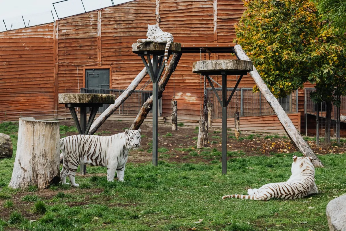Белые тигры в открытом вольере Tiger Kingdom Phuket